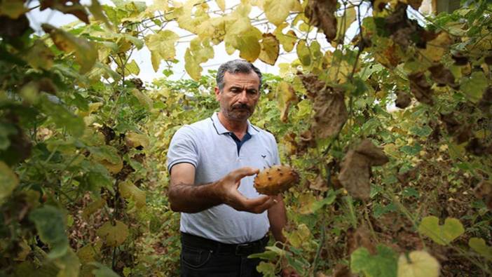 'Boynuzlu kavun' Antalyalıların yeni gelir kapısı oldu