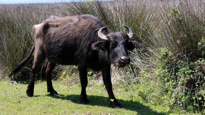 Rüyada manda görmek ne anlama geliyor
