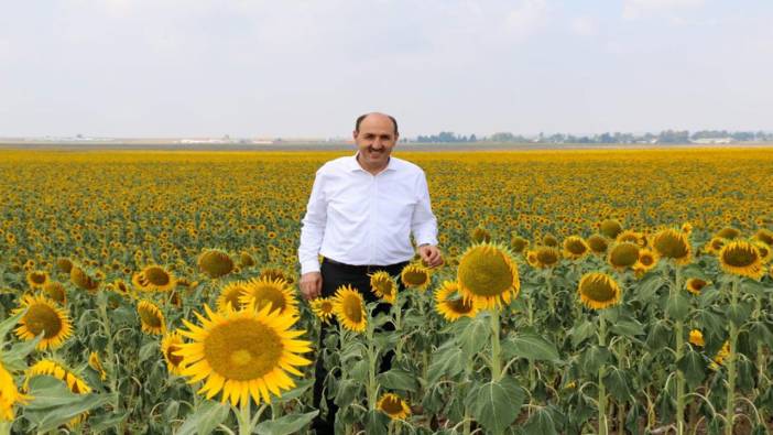 Çukurova’da “beyaz altının” yerine “sarı altın aldı”