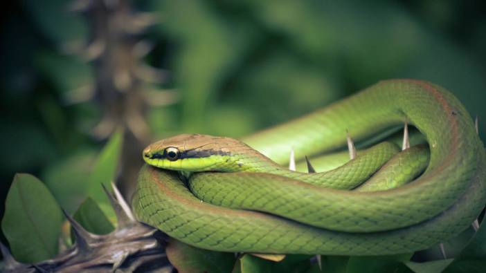 Rüyada yılan görmek ne anlama gelir?
