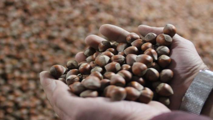 Bayram sonrası fındık fiyatında yükseliş