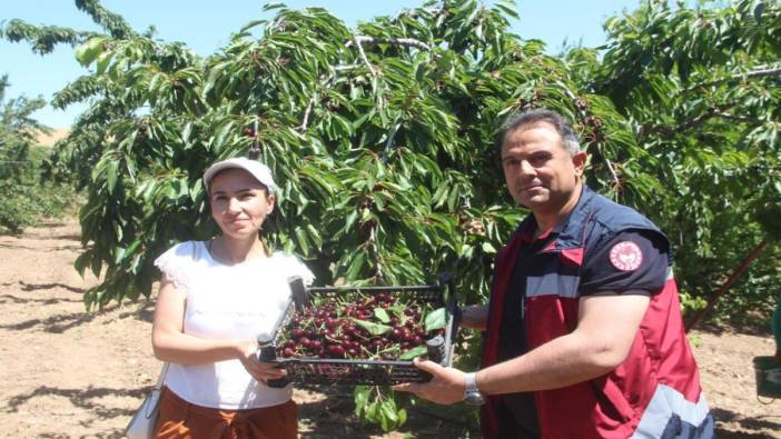 Elazığ'da kiraz hasadı devam ediyor