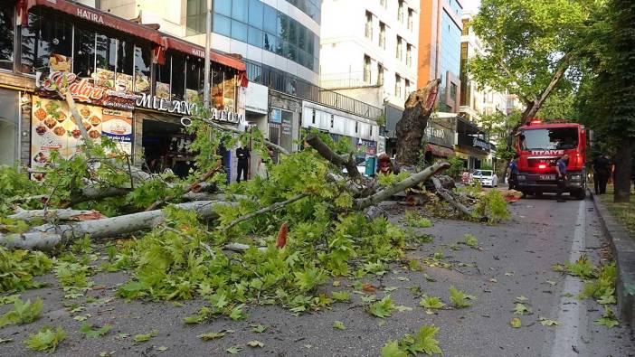 Bursa’da kökleri çürüyen asırlık çınar ağacı devrildi