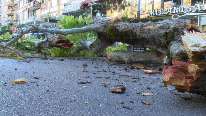 Bursa'da 200 yıllık çınar, caddenin ortasında devrildi