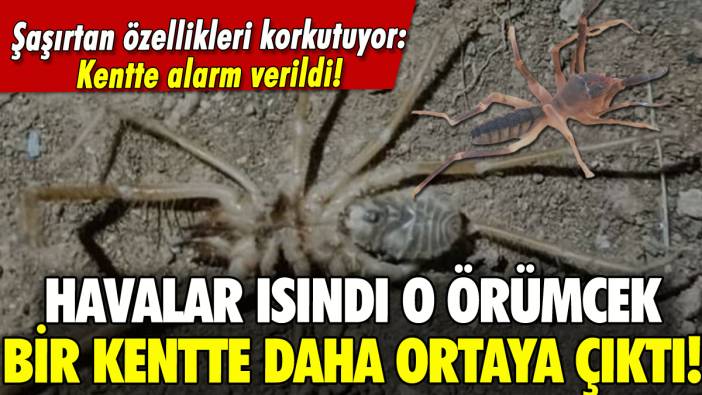 Korkunç 'Sarıkız' bir kenti daha alarma geçirdi!