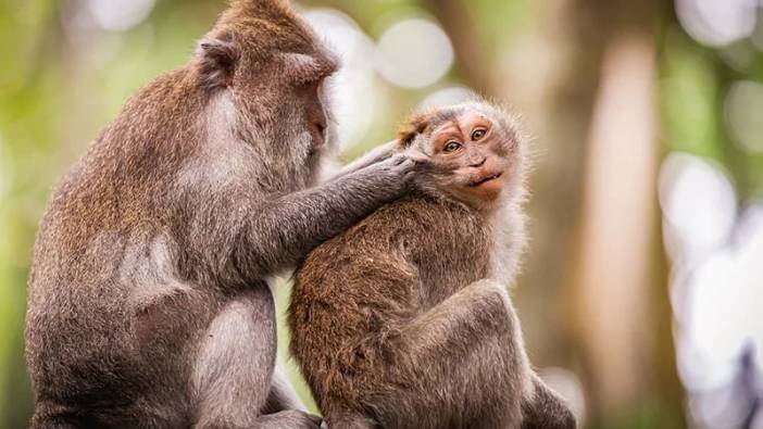 Rüyada maymun görmek ne anlama geliyor