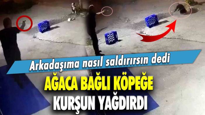 Arkadaşıma nasıl saldırırsın dedi...  Ağaca bağlı köpeğe kurşun yağdırdı