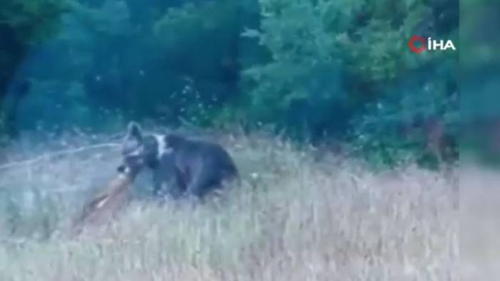 Bozayı, yaban keçisini böyle avladı: Saniye saniye kamerada!