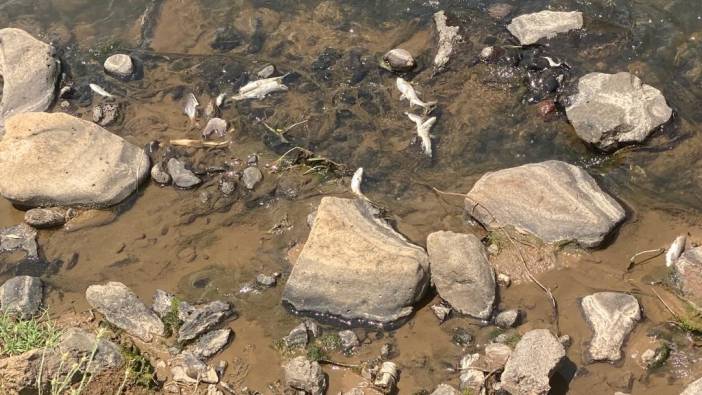 Bingöl’de korkutan manzara: Onlarca balık telef oldu