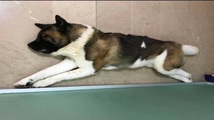 İzmir’de vahşet: Köpeği tekmeleyerek öldürdü!