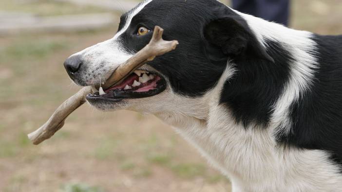 Kocaeli'de sahibinin gezdirdiği köpek ceset buldu!