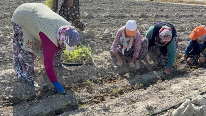 Kuşkonmaz üretimi Ispartalıların gelir kapısı oldu