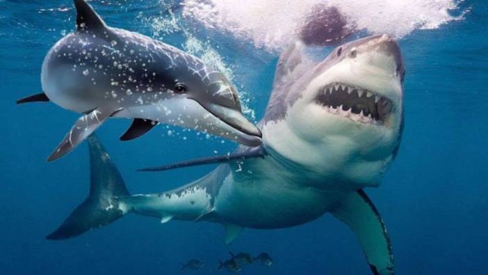 Rüyada köpek balığı görmek ne anlama gelir