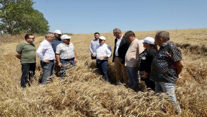Büyükçekmece'de buğday hasadı başladı
