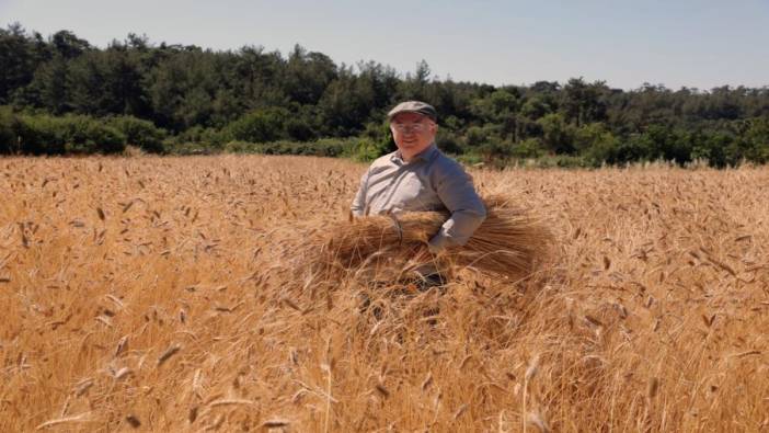 Menteşe Belediyesi karakılçık hasadına başladı