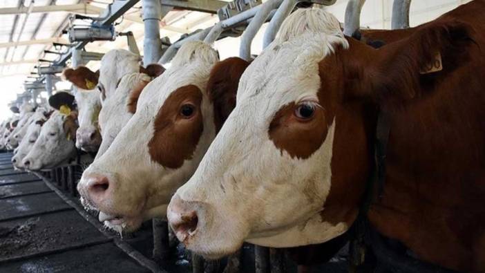 Toplanan inek sütü miktarında rekor artış