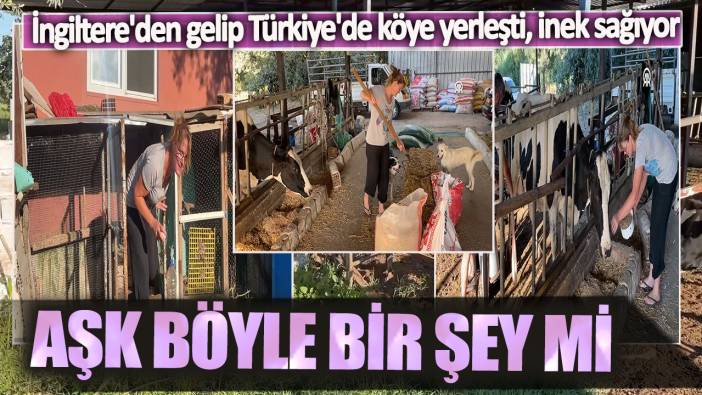 Aşk böyle bir şey mi? İngiltere'den gelip Türkiye'de köye yerleşti, inek sağıyor