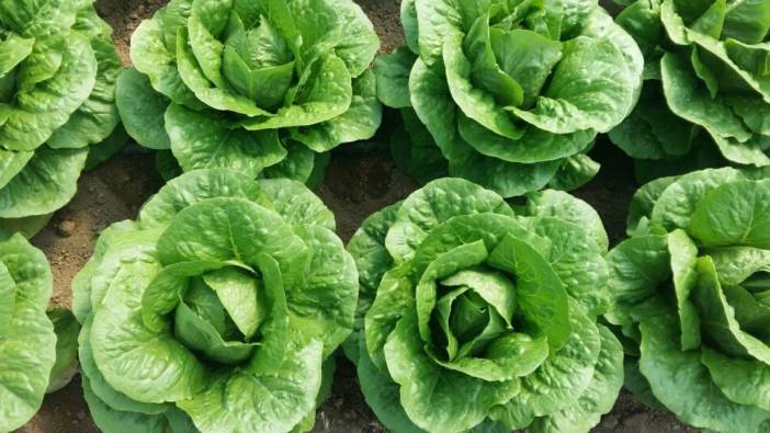 Rüyada marul görmek ne anlama geliyor