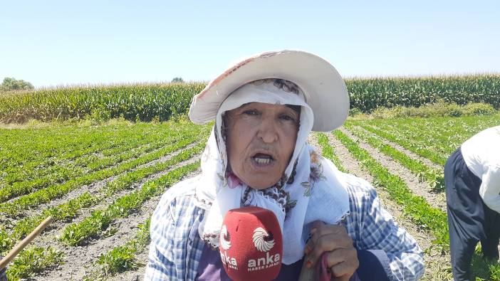 60 yaşındaki tarım işçisi isyan etti: 300 lira yetmiyor!