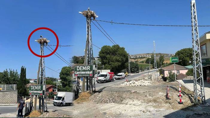 Leylek yavruları için yol inşaatı durduruldu