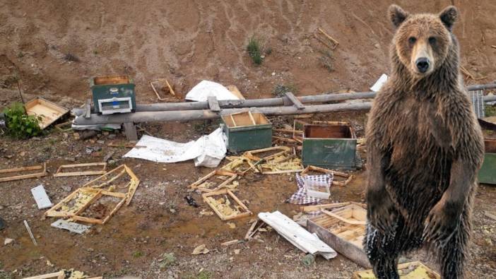 Gümüşhane'de ayılar kovanları parçaladı