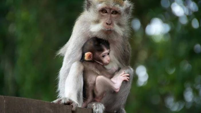 Rüyada maymun görmek ne demek?