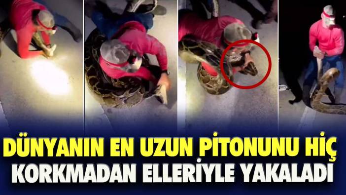 Dünyanın en uzun pitonunu hiç korkmadan elleriyle yakaladı