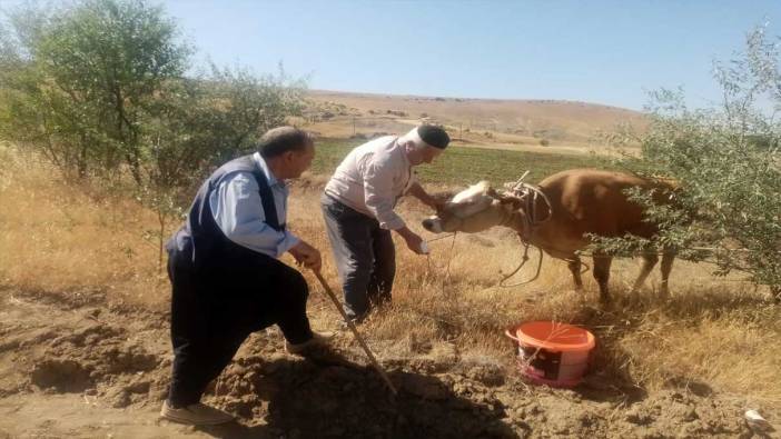 Kurban Bayramında kaçtı: O inek 22 gün sonra bulundu