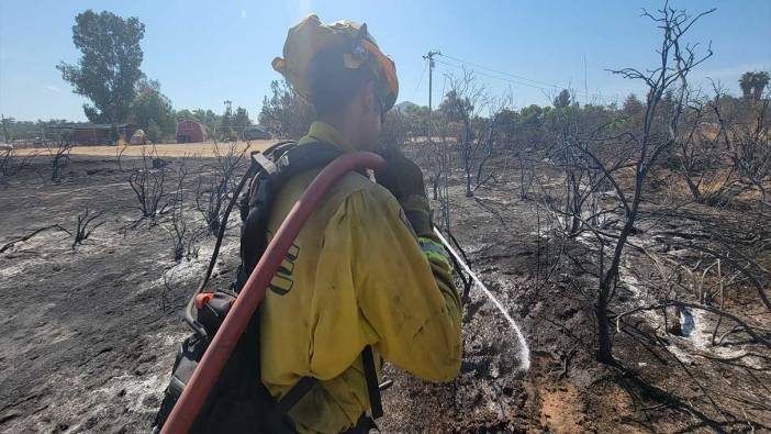 California’da orman yangını: Binlerce hektar alan yandı!