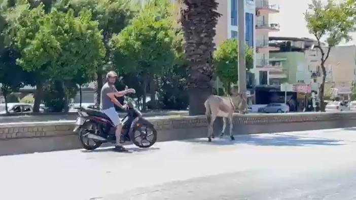 Sahipsiz eşek trafiği birbirine kattı