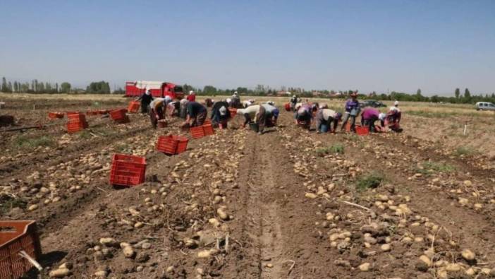 Afyon'da patates hasadı başladı: İşte kilo fiyatı