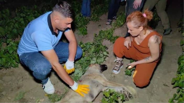 Yeni doğum yapan sokak köpeği av tüfeği ile öldürüldü!