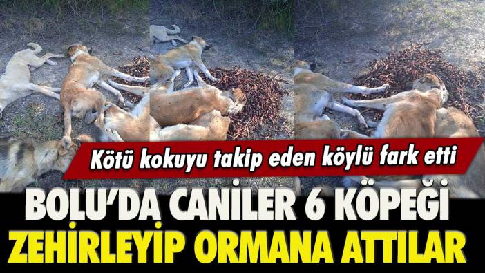 Kötü kokuyu takip eden köylü fark etti: Bolu’da caniler 6 köpeği zehirleyip ormana attılar