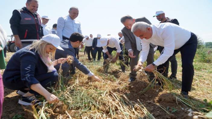 Taşköprü sarımsağı hasadı sürüyor: Fiyat ortaya çıktı