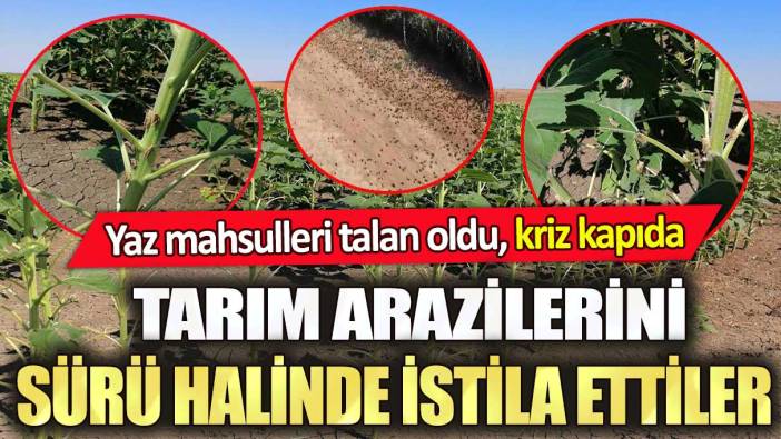 Tarım arazilerini sürü halinde istila ettiler: Yaz mahsulleri talan oldu, kriz kapıda