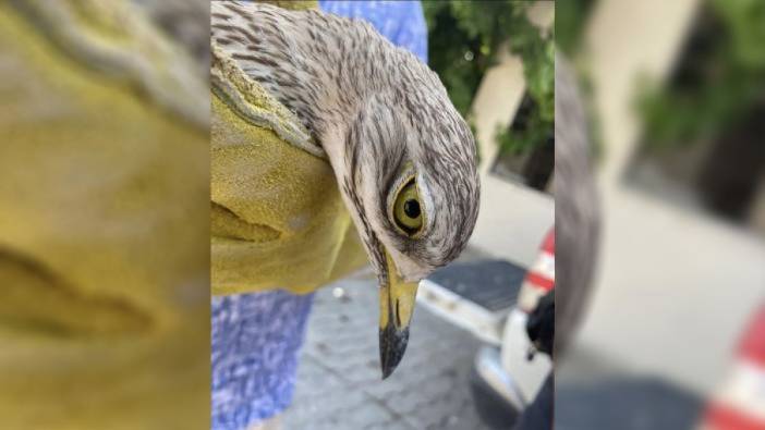 Manisa’da yaralı bayağı kocagöz kuşu tedavi altına alındı!