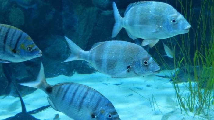 Rüyada balık görmek ne anlama gelir?