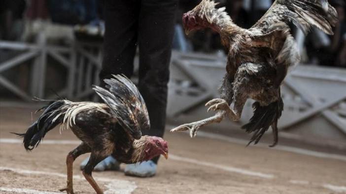 Niğde'de horoz dövüştüren 71 kişi gözaltına alındı