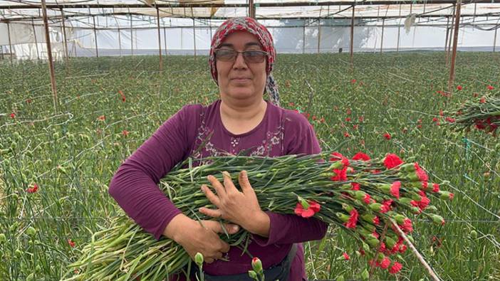 Isparta'da karanfil hasadı başladı