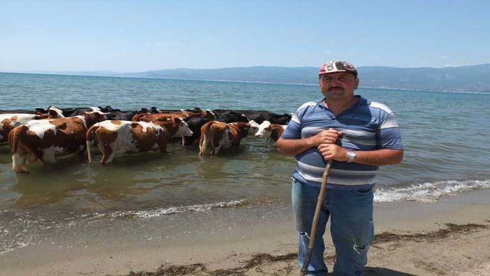 Balıkesir’de sıcaktan bunalan inekler soluğu denizde alıyor