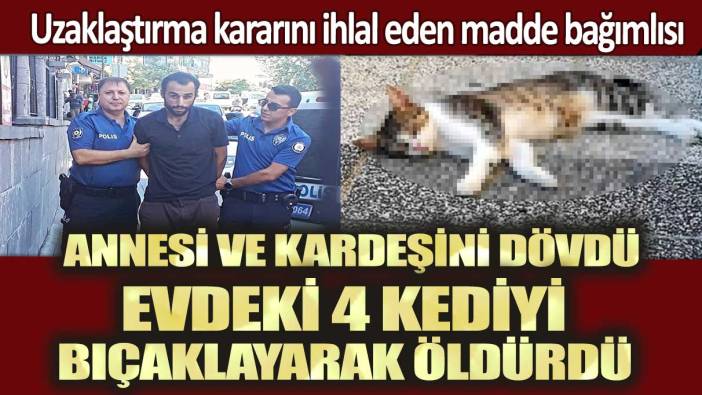 Madde bağımlısı annesi ve kardeşini dövdü, 4 kediyi bıçaklayarak öldürdü