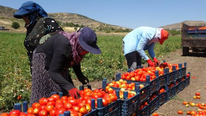 Domates hasadı kavurucu sıcaklara inat sürüyor