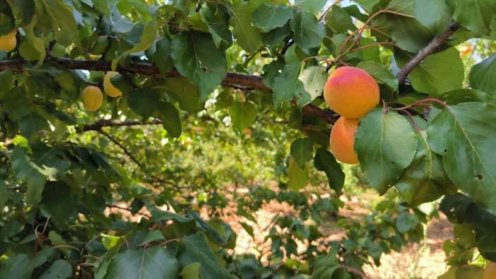 Malatya'da 100 bin ton kayısı hedefi için hasat sürüyor