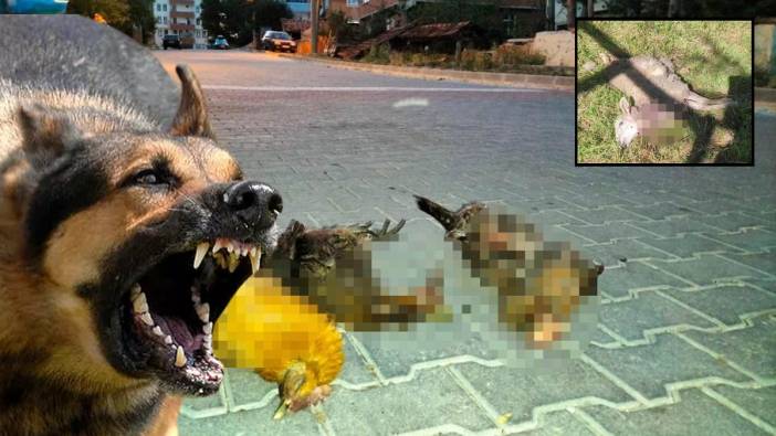 Kastamonu'da köpekler kuzuları öldürüp tavukları boğdu!