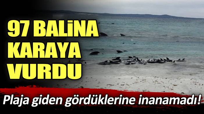 Plaja giden gördüklerine inanamadı! 97 balina kara vurdu