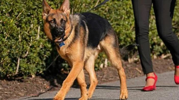 Biden'ın köpeği durdurlamıyor: 7 kişiyi ısırdı