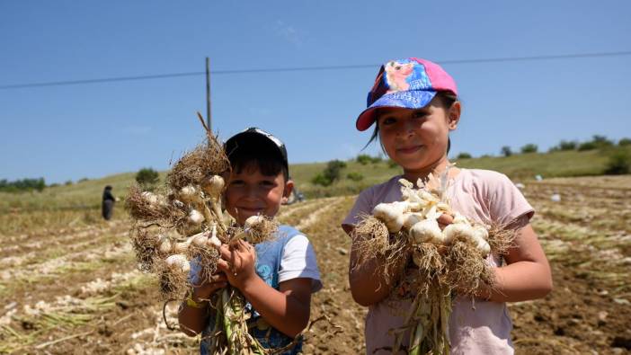 Taşköprü sarımsağında rekolte beklentisi 25 bin ton