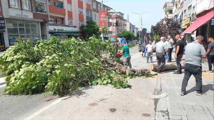 Edirne’de taksinin üzerine ağaç devrildi! Trafik felç oldu