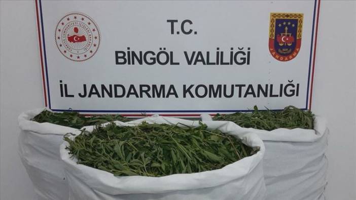 Bingöl’de 2 bin 885 kök kenevir ele geçirildi