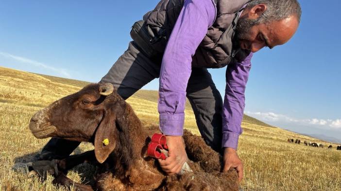 Ağrı’da koyun kırkma mesaisi başladı